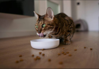 Wet and Dry Cat Food Buying Trends Among U.S. Cat Owners