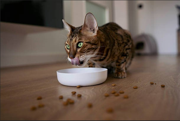 Wet and Dry Cat Food Buying Trends Among U.S. Cat Owners